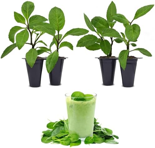 Longevity Spinach Plant (4 Pack) | Real Live Vegetable Plant for Sale | Nutrient-Rich Superfood | Easy to Grow Live Plant for Home Gardens, Organic Landscaping, and Indoor or Outdoor Planting by FamPlants