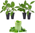 Longevity Spinach Plant (4 Pack) | Real Live Vegetable Plant for Sale | Nutrient-Rich Superfood | Easy to Grow Live Plant for Home Gardens, Organic Landscaping, and Indoor or Outdoor Planting by FamPlants