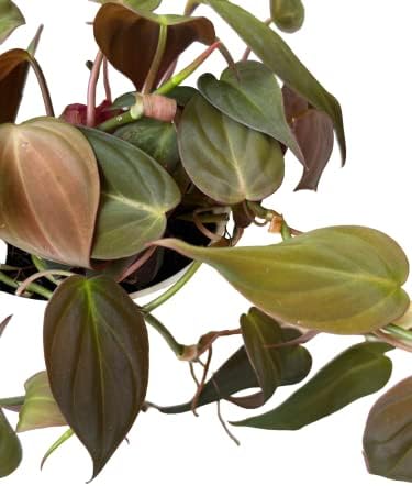 Philodendron Live Plant, Air Purifying, Easy Care, Easy to Grow, Rare Variety, Live Indoor Plant, 4 inch Pot (Philodendron Micans) - Image 3