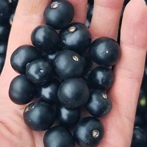 2 Black Huckleberry Bushes Live Plants, Cold Hardy Berry, 4 Inch Pot - Image 4