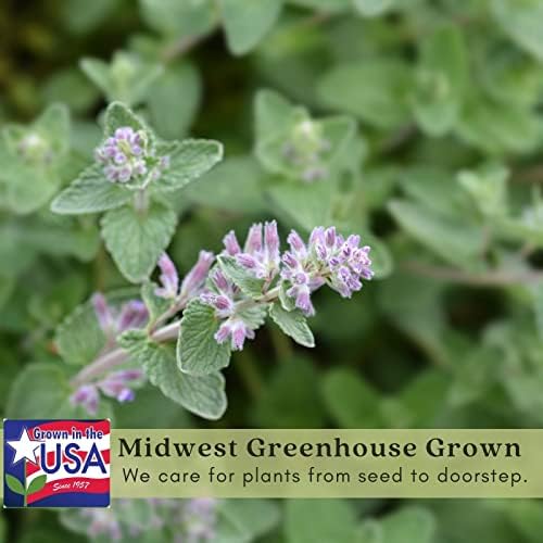 Clovers Garden Catmint (Nepeta) Plants – Two (2) Live Plants – Non-GMO - Not Seeds - Each 4" to 8" Tall – in 4" Inch Pots – Natural Mosquito Plant - Hardy Flowering Perennial Herb, Pollinator Favorite - Image 4