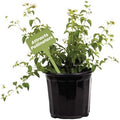 American Plant Exchange Lantana 'White Lightning' – 6-Inch Pot – Live Flowering Shrub with Bright White Blooms, Heat-Tolerant Outdoor Plant for Gardens, Patios, Containers & Landscapes by AmericanPlantExchange