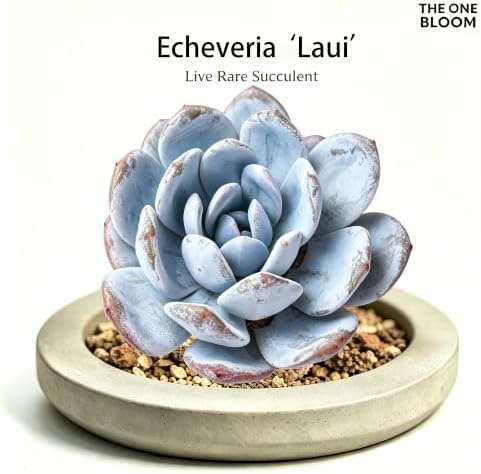 3 PCS Echeveria 'Laui' Live Succulent Plant 2-2.5", Bare Root Succulent, No Pot or Soil, Powdered Rosette Indoor Plant for Decorative Planters, Succulent Collections, Rock Gardens & Home Decor - Image 2