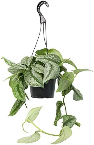 Silver Satin Pothos Plant Live Plant Hanging Basket, Silver Pothos Hanging Plant Live House Plants Indoors, Real Plants Indoor Live Plants Indoor Plants Live Houseplants Live Indoor by Plants for Pets by PlantsforPets