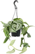 Silver Satin Pothos Plant Live Plant Hanging Basket, Silver Pothos Hanging Plant Live House Plants Indoors, Real Plants Indoor Live Plants Indoor Plants Live Houseplants Live Indoor by Plants for Pets by PlantsforPets