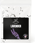 SproutMe English Lavender 100+ Seeds for Planting, Non-GMO Heirloom Flower by SproutMeSeeds