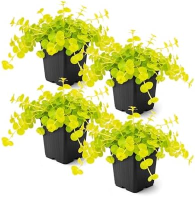 Creeping Jenny (Lysimachia nummularia) (4 Pack) - Live Trailing Ground Cover Perennial, 6" Tall by 4" Wide in 1 Pt Pot by TheThreeCompany