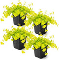 Creeping Jenny (Lysimachia nummularia) (4 Pack) - Live Trailing Ground Cover Perennial, 6" Tall by 4" Wide in 1 Pt Pot by TheThreeCompany