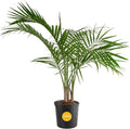 Costa Farms Majesty Palm, Live Indoor Plant, Tropical Decor, Air Purifying by Unknown