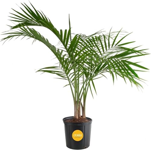 Costa Farms Majesty Palm, Live Indoor Plant, Tropical Decor, Air Purifying by Unknown