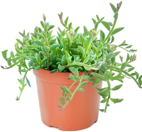 Sprout N Green String of Dolphins, Live Succulent Plant Fully Rooted in 4" Pot with Soil, Trailing Houseplant for Home Office Wedding Hanging Decor DIY Projects Party Favor, Keep Away from Pets by SproutNGreen