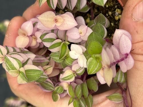 Callisia Repens Bianca, Pink and Green Trailing Plant, Live Indoor Houseplant - Image 3