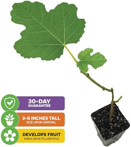 LSU Gold Fig Tree (2-Pack) Live Starter Plants by Wellspring Gardens - Image 2