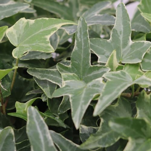 American Plant Exchange Variegated English Ivy – 6-Inch Pot – Live Easy Care Trailing Houseplant with Green & White Leaves for Hanging Baskets, Indoor Planters, Home & Office Décor - Image 4