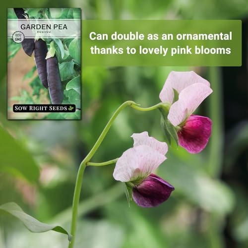 Sow Right Seeds - Desiree Pea Seed for Planting Outdoor Purple Snap Peas - Image 5