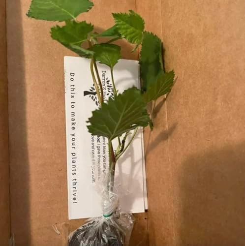 Big Daddy BlackBerry Plants (2-Pack) - Live Berry Bush 5-8" - Container or Garden Growing - Giant Sweet Berries - Hardy Zones 5-9 - Image 3