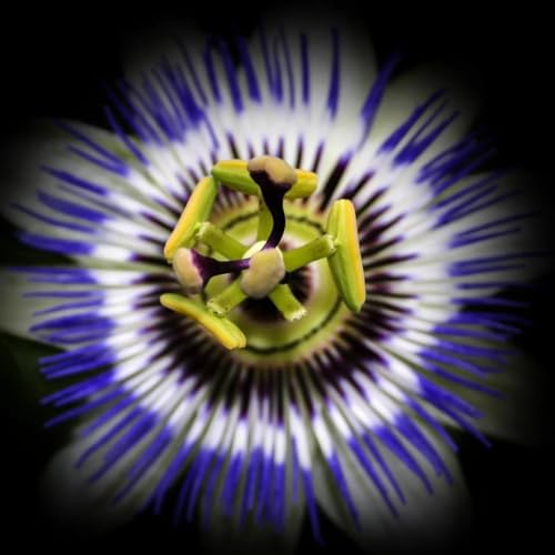 Blue Caerulea Passiflora (Passion Flower) Live Plant | 5-9" Tall | Hardy Zone 6-9 | Fast-Growing Indoor/Outdoor Climbing Vine for Trellis & Patio | Exotic Butterfly Attractor - Image 7