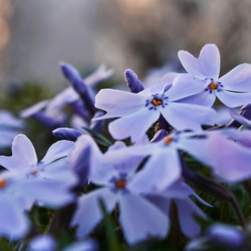 Blue Creeping Phlox Live Plant, Perennial Ground Cover, 3-7" Tall in Pot - Image 2
