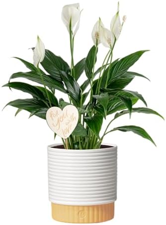 Costa Farms Peace Lily, Live Indoor Plant, Air Purifying, White Flowers by Unknown