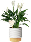 Costa Farms Peace Lily, Live Indoor Plant, Air Purifying, White Flowers by Unknown