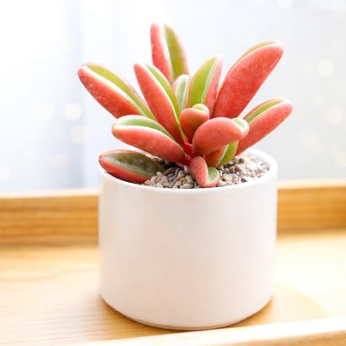 Ruby Glow - Colorful 2 inch Succulents - Live Mini Succulent Plants Fully Rooted, Easy Care Indoor and Outdoor, Home and Garden Decor, Wedding Party Favor - Image 2