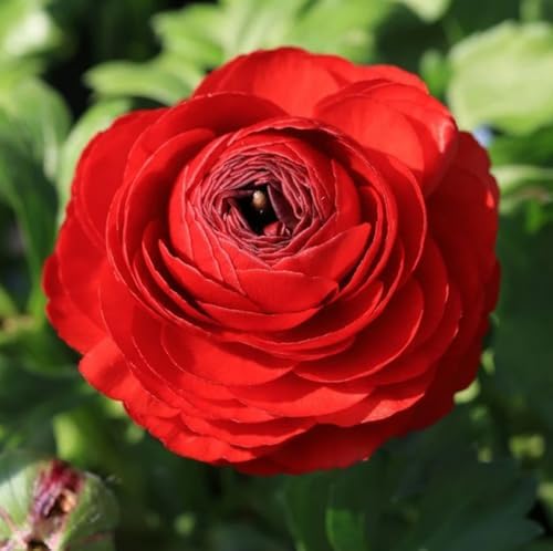 10pcs Red Ranunculus Bulbs Fall Planting for Spring Blooms Easily Grown Flower Bulbs - Image 6