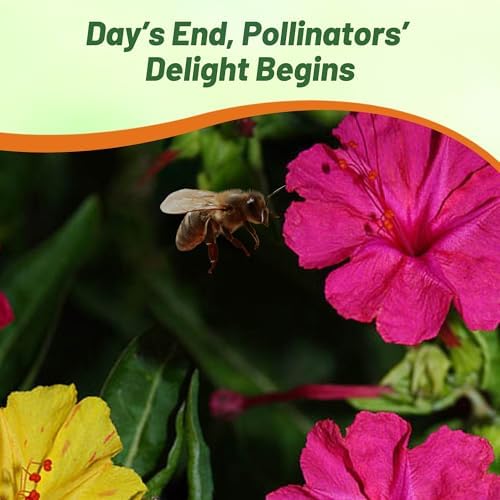 Outsidepride Mixed Four O'clock Flower Seeds - 1/4 lb Perennial Fragrant, Trumpet-Shaped Blooms, Deer-Proof & Easy to Grow, for Pollinator & Evening Gardens, Containers, Hedges, or Borders - Image 7