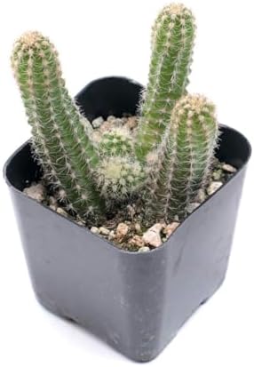 Mountain Crest Gardens Cactus Variety Pack - 6 Live Plants in Unique Shapes, Rooted in 2 Inch Pots - Real Indoor/Outdoor Cacti for Home Décor, Gifts & DIY Arrangements - Image 3