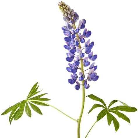 Texas & Oklahoma Wildflower Seeds Mix - Image 2