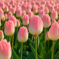 25 Kunyun Tulip Bulbs | Color-Changing Darwin Hybrid Tulips for Spring Beds by CZGrain