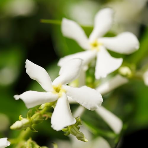 Star Jasmine Flower Live Plant, Jasmine Flower Shrub, 4-6 Inch Tall - Image 4