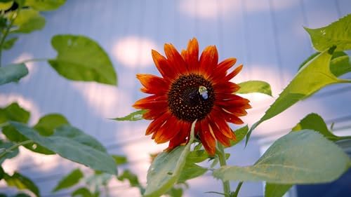 Sereniseed Sunflower Seeds Collection (10-Pack) – 100% Non GMO, Open Pollinated – Grow Guide - Image 5