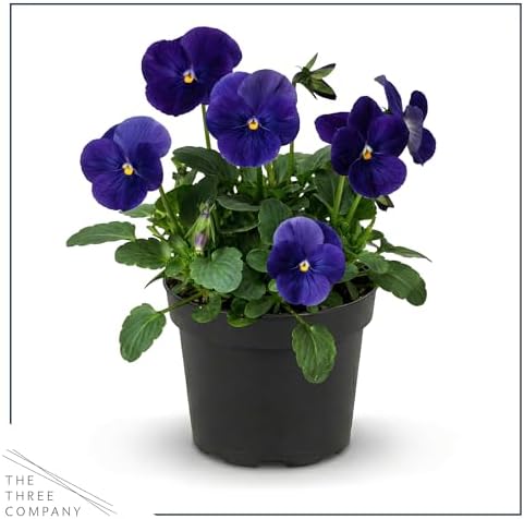 Pansy - Blue (4 Pack), Live Winter Flowering Annual, Beautiful Winter Color, 6" Tall by 4" Wide in 1 Pt Pot - Image 3