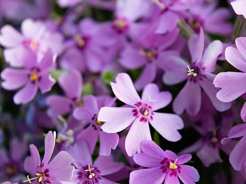 Greenwood Nursery: Live Ground-Cover Plants - Purple Beauty Creeping/Moss Phlox + Subulata - [Qty: 5X Pint Pots] - (Click for Other Available Plants/Quantities) by GreenwoodNursery