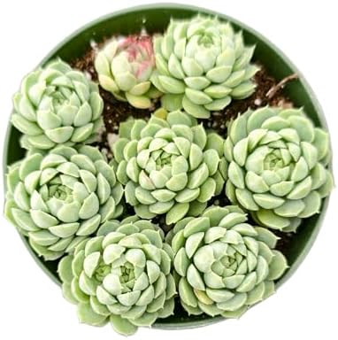 Sprout N Green Echeveria Hailstones, Live Succulent Plant Fully Rooted in 4" Pot, House Plant for Indoor Outdoor Home Office Wedding Decoration DIY Project Party Favor, Pet Friendly, Easy to Care by SproutNGreen