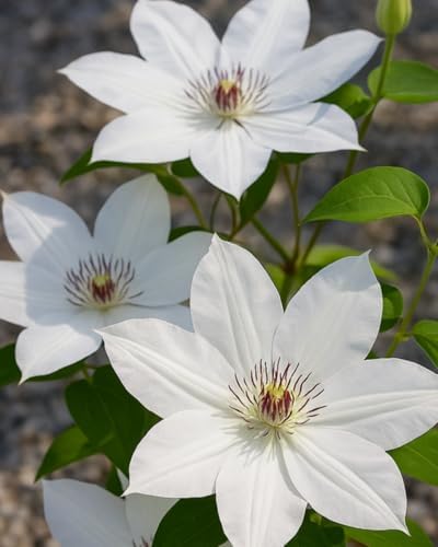 Perennial Farm Clematis 'Henryii' Hybrid – Live Flowering Vine in 4 Quart Container, Large Pure White Blooms with Creamy Centers, Long Blooming, Ideal for Trellises, Arbors & Classic Garden Displays - Image 2