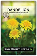 Sow Right Seeds - Common Dandelion Seed for Planting Outdoor Herb Garden by SowRightSeeds