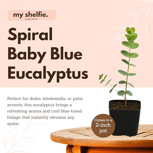 Spiral Gray Eucalyptus Bonsai Tree, Baby Blue EucalyptusPlant 2 Inch Pot (3) - Image 4