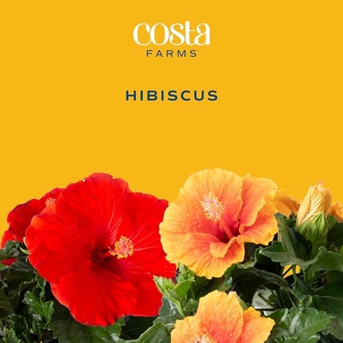 Costa Farms Hibiscus, Live Outdoor Plant, Easy Care, Home Decor - Image 2