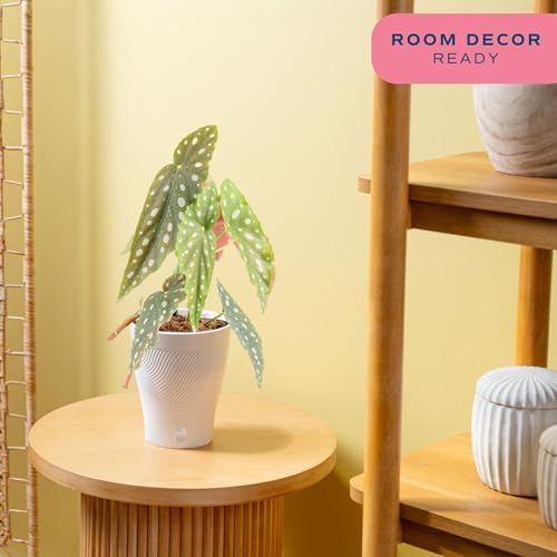 Costa Farms Begonia, Live Indoor Plant, Easy Care, Home Decor - Image 2