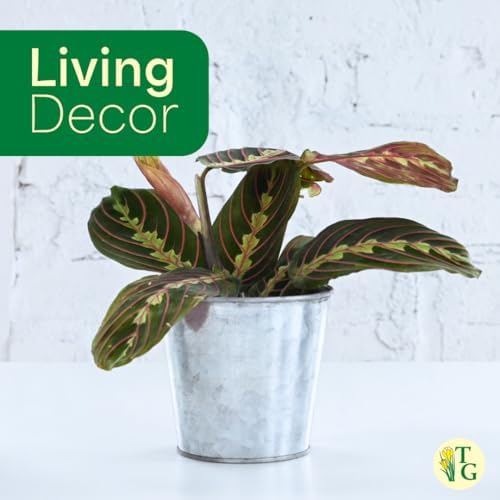 Live Red Prayer Plant, Pet Friendly, Easy to Grow, 4" Diameter Pot - Image 5