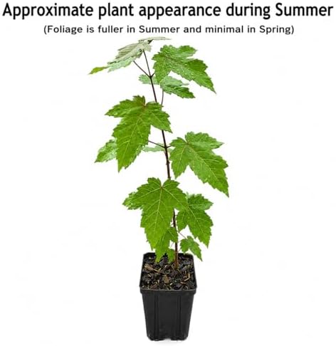 Silver Maple Tree - 10-16" Tall Live Plant - Quart Pot - Fast Growing Native Shade Tree - Acer saccharinum - Image 2