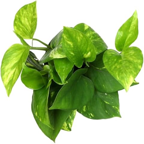 Golden Pothos Plant Live House Plant Live Plants, Trailing Plants Live Houseplants, Golden Pothos Live Plant Houseplant, Live Pothos Devils Ivy Live Plant Money Plant Indoor Plants by Plants for Pets - Image 3