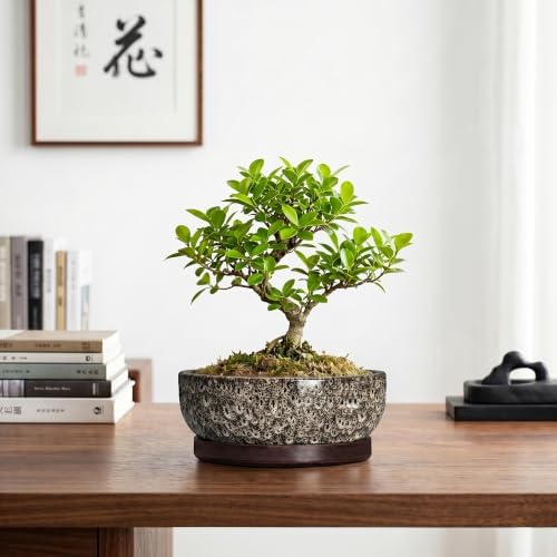 Bonsai Pots, 8 Inch Ceramic Succulent Pot with Saucer, White Leopard - Image 7