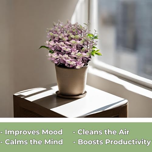 Live Succulents 4.5 Inch Pink Lady Callisia Repens with Hanging Basket - Turtle Vine Succulents Plants Live - Fully Rooted Easy to Grow Houseplants for Home Office Wedding Decor & Gift - Image 4
