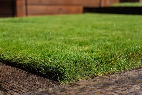 Zoysia Emerald Grass Seeds, Dense, Low-Maintenance, Drought-Tolerant Warm Season Lawn Grass, Soft Texture, Slow Growth, Full Sun Ground Cover for Home Yard or Garden Turf – 1/8 lb Pack - Image 7