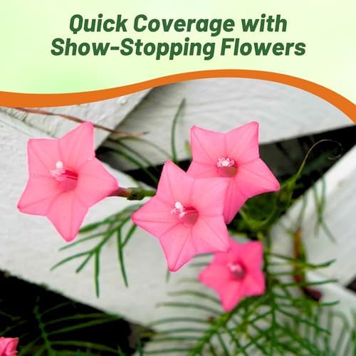 Outsidepride Rose Cypress Vine Seeds - 200 Pcs Annual Flower Seeds with Nectar-Rich, Star-Shaped Flowers & Feathery, Fern-Like Leaves for Fences, Trellises, Pergolas & Vertical Gardens - Image 6