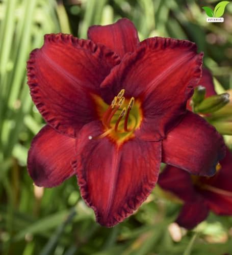 Votaniki Chicago Apache Daylily Bare Root Perennial Plant Scarlet Red Flowers with Yellow Watermark for Full Sun Borders Containers Mass Planting and Pollinator Gardens - Image 5