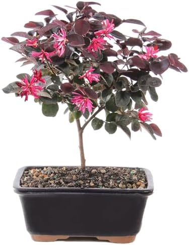 Brussel's Bonsai - Medium Live Bonsai Tree, Potted Outdoor Plant by BrusselsBonsai