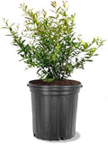 Parfianka Pomegranate Tree, Fruit Bearing, Hardy, 5 gal Nursery Pot, 2-3 ft Tree Height (Due to Agricultural Laws, we Cannot Ship to CA, AZ, AK, or HI) by Unknown